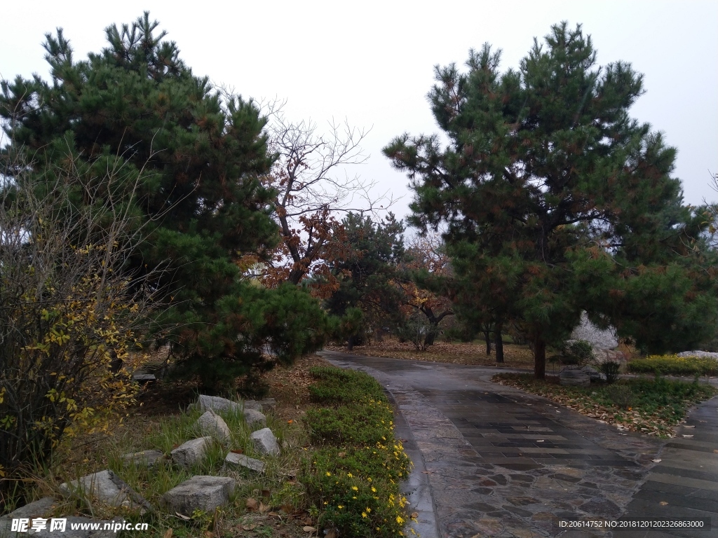 雨天的公园风景