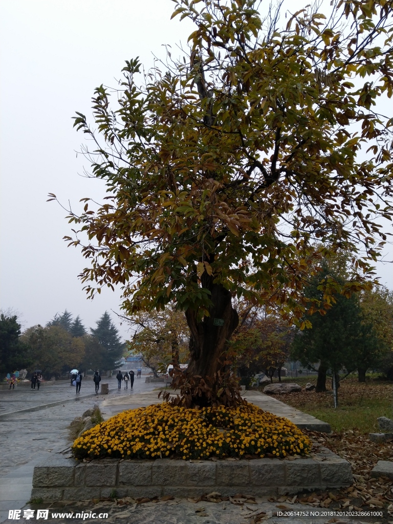 雨天的公园风景