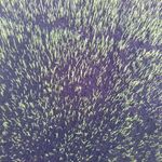 水稻浸种