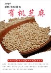 白芝麻海报