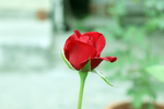 玫瑰花 月季花