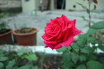 玫瑰花 月季花