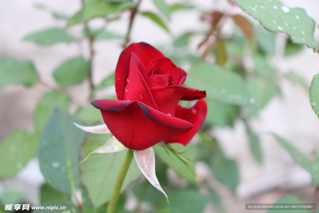 玫瑰花 月季花