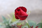 玫瑰花 月季花