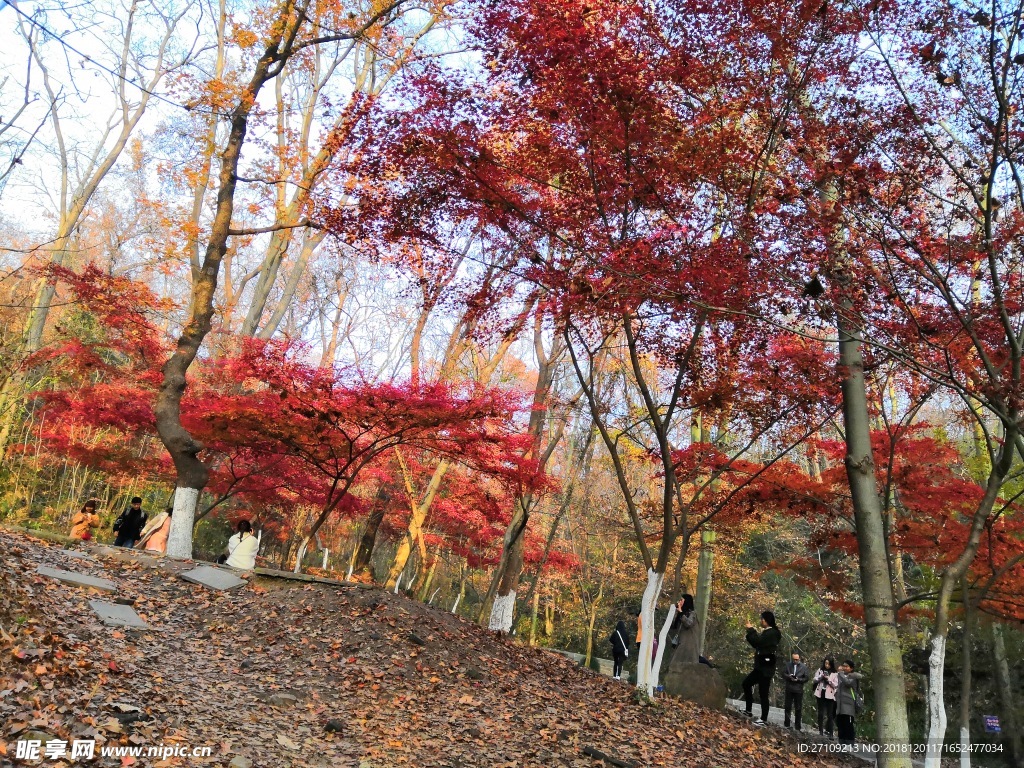 栖霞山枫叶