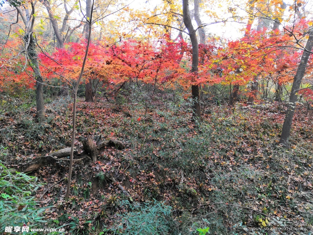 栖霞山枫叶