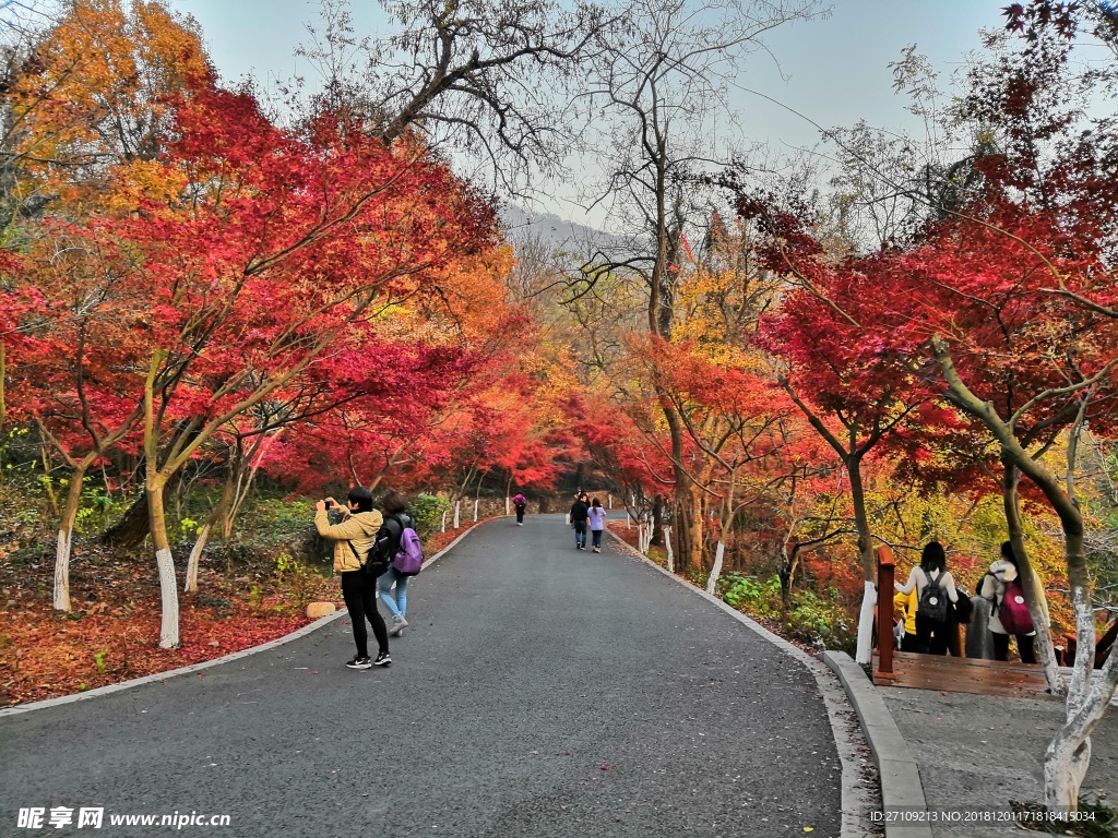 栖霞山枫叶