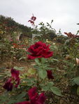 玫瑰花