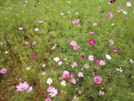 花圃