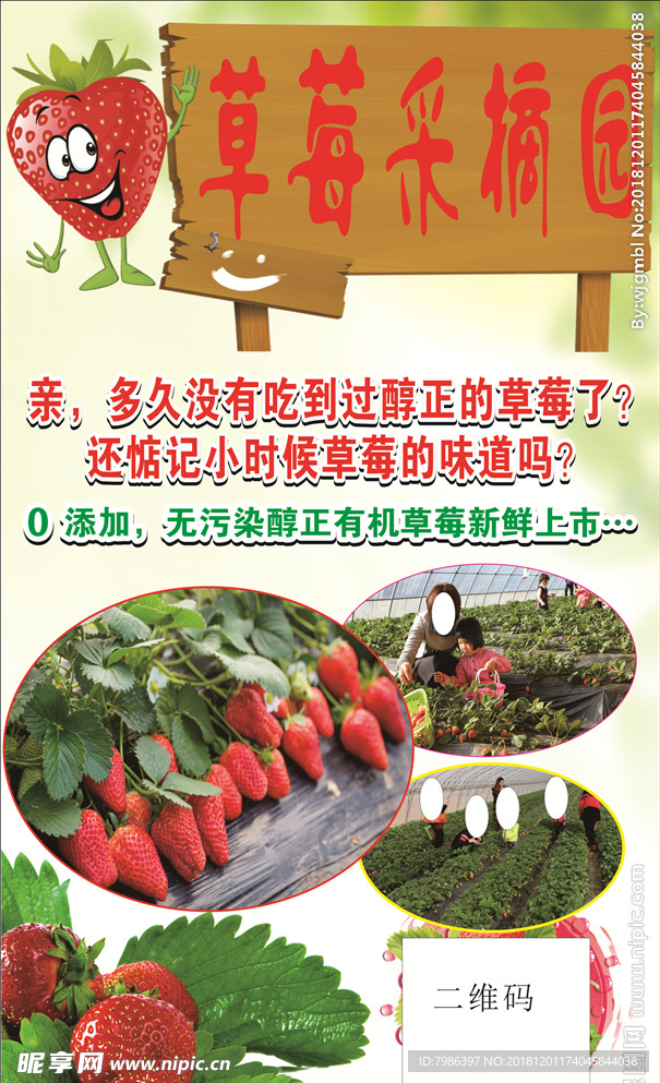 草莓采摘园