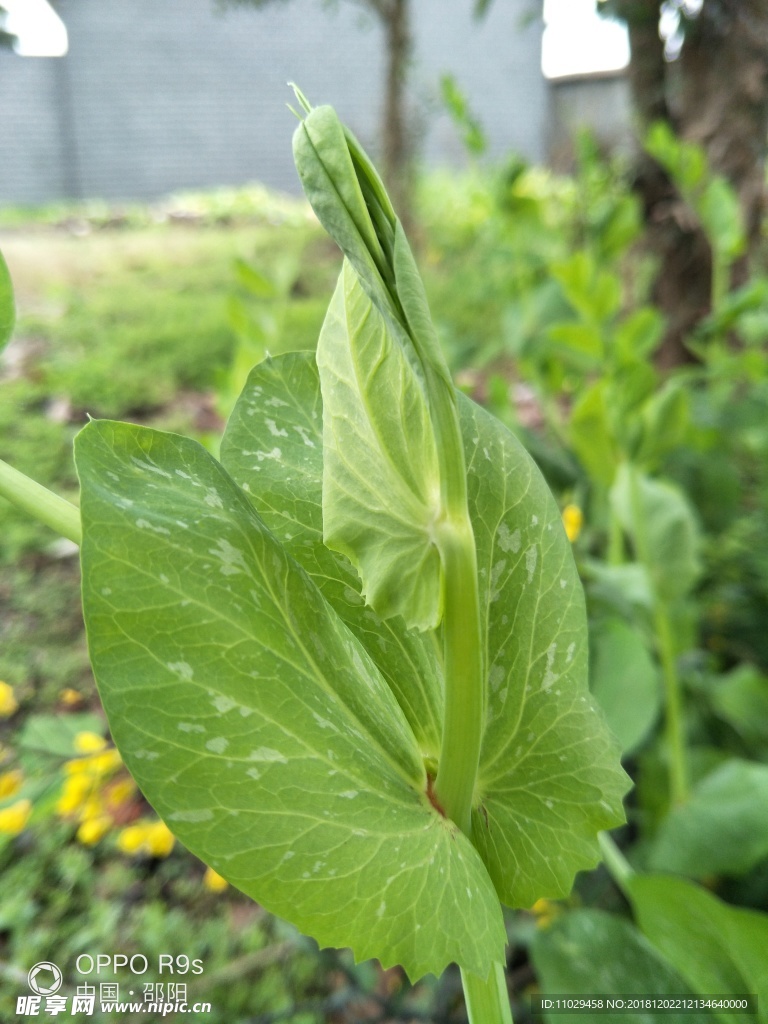 绿色植物