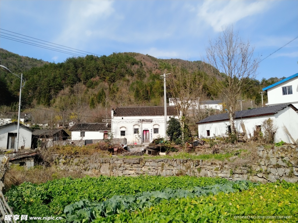 农家菜地