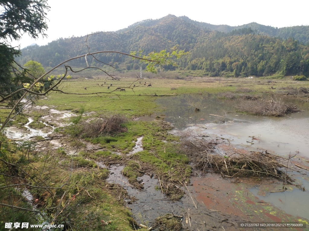 山中草地  牛群