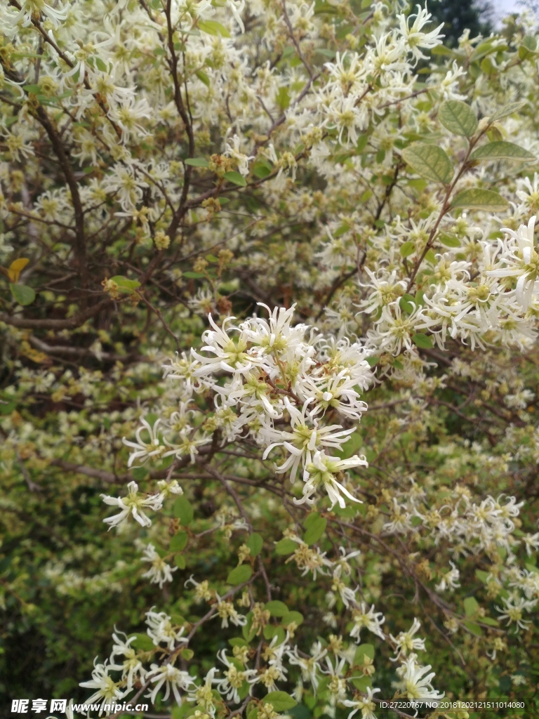 绽放的花朵