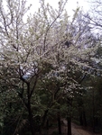 李树开花