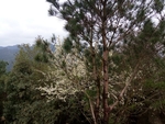 卓峰山看李花开
