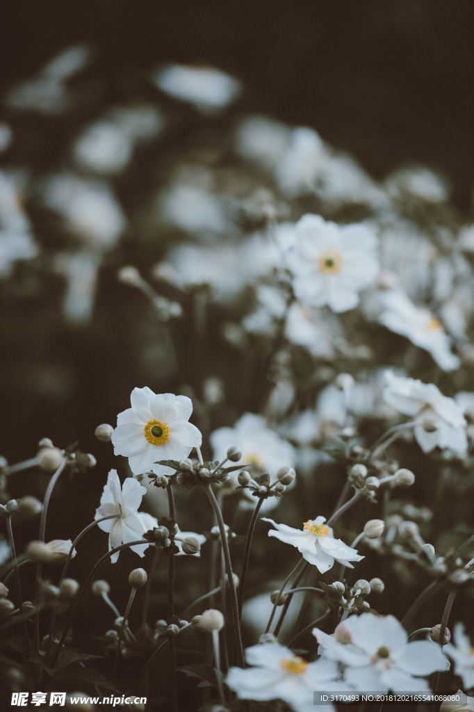 鲜花