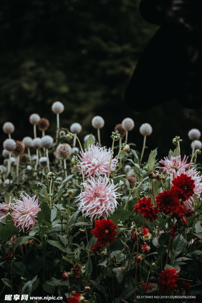 野花 小花 花 紫 雏菊 紫菀