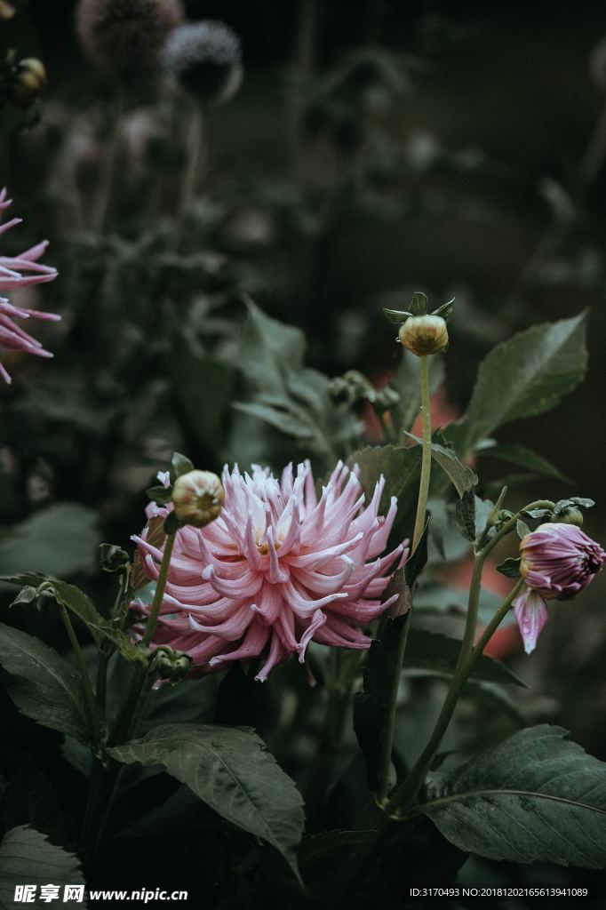 野花 小花 花 紫 雏菊 紫菀