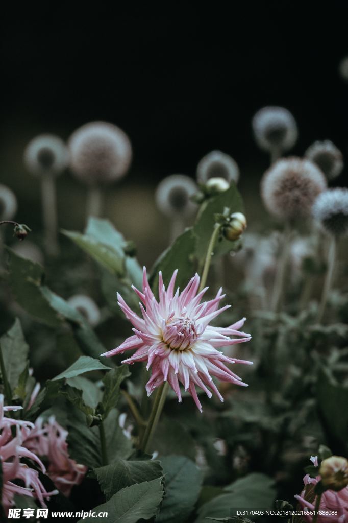 野花 小花 花 紫 雏菊 紫菀