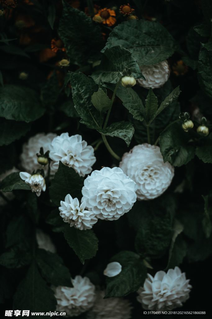 野花 小花 花 紫 雏菊 紫菀