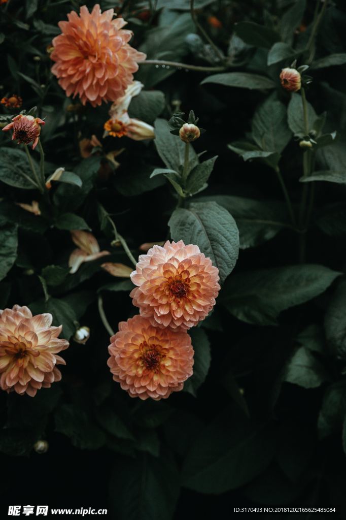 野花 小花 花 紫 雏菊 紫菀