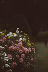 小野花 小花 花 紫 雏菊 紫