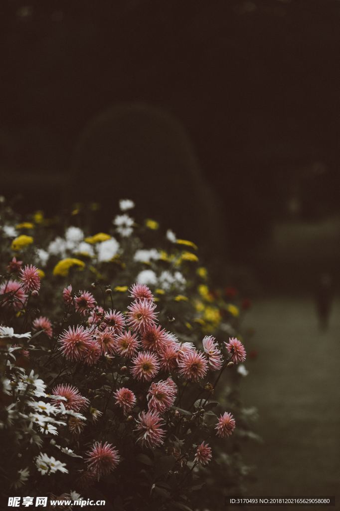 小野花 小花 花 紫 雏菊 紫