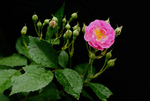 蔷薇花