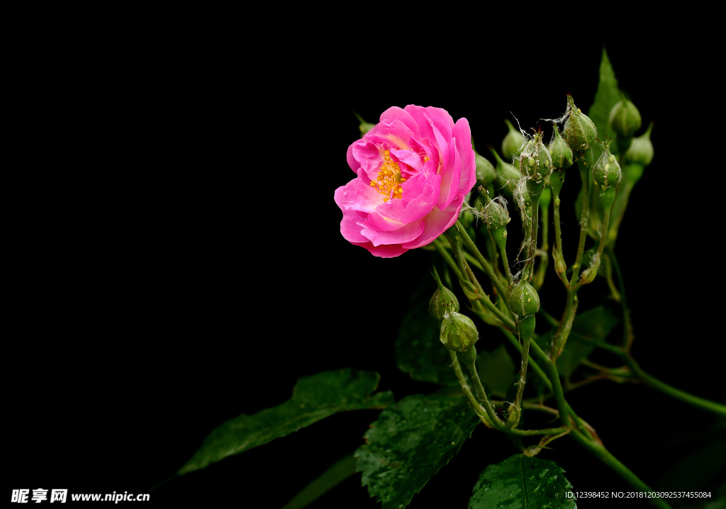 蔷薇花