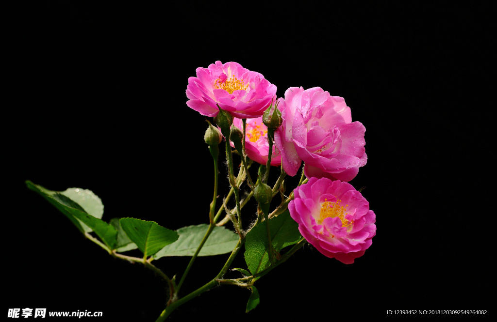 蔷薇花