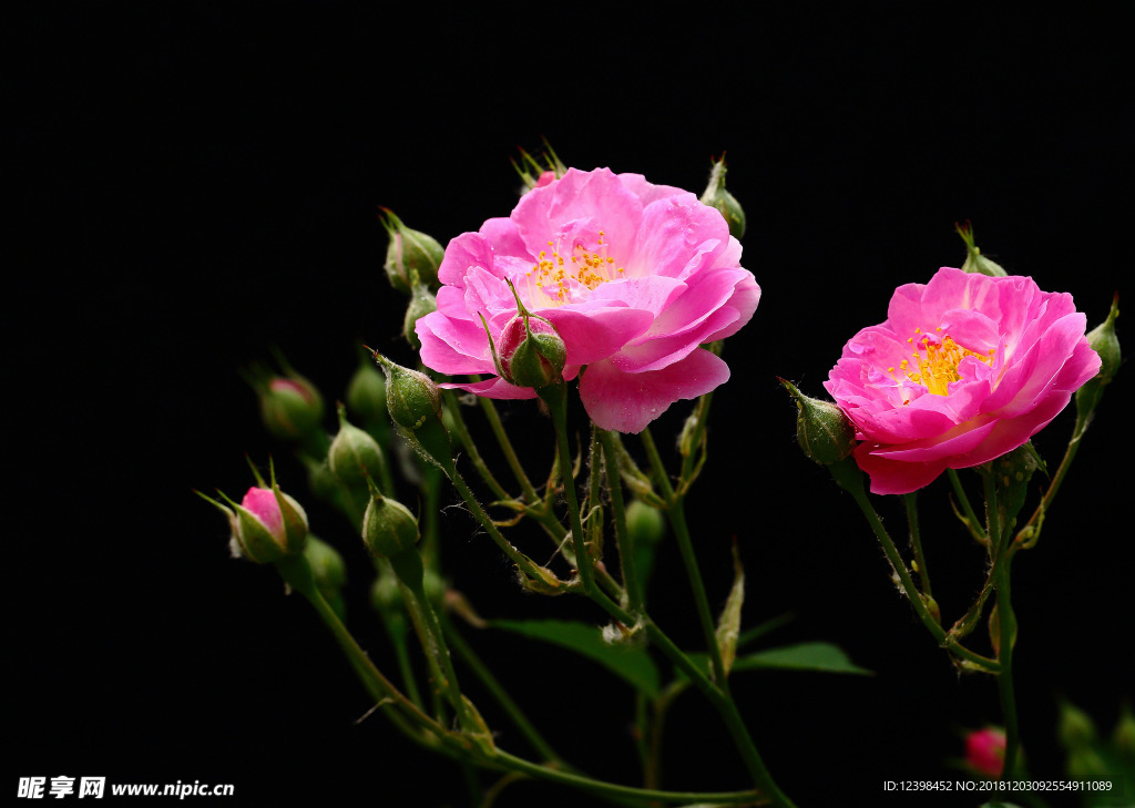 蔷薇花