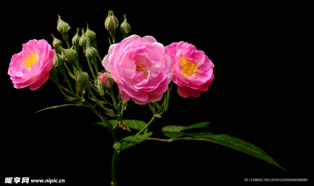 蔷薇花