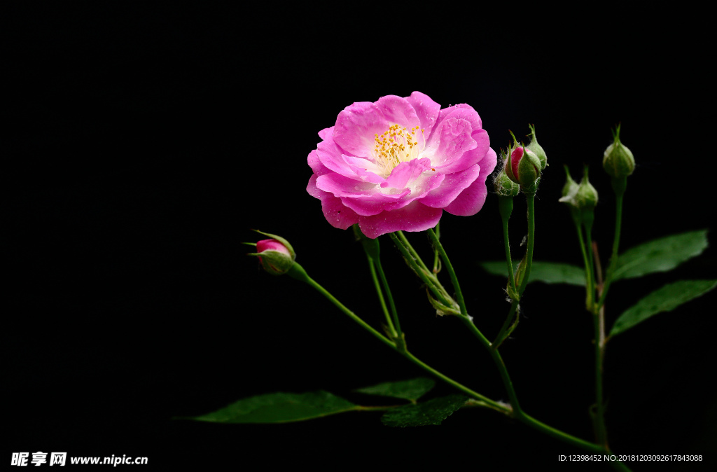 蔷薇花
