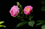 蔷薇花