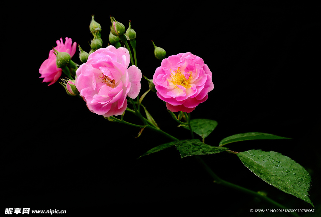 蔷薇花