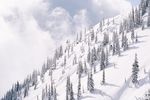 雪山之松