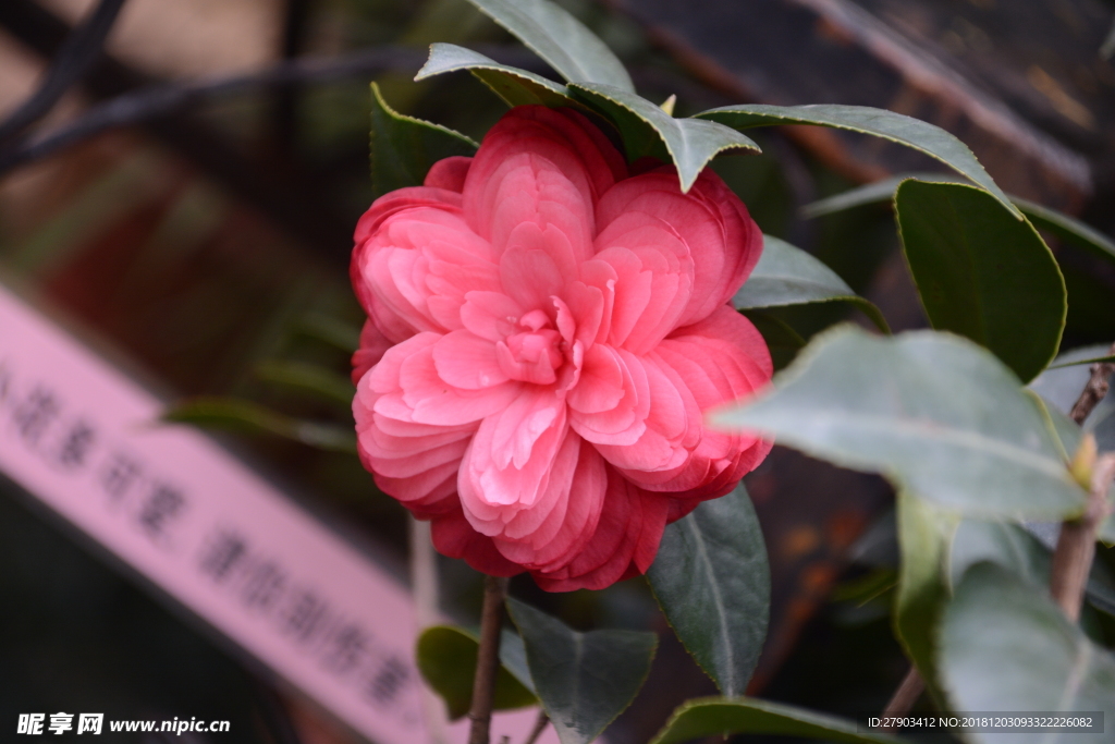 茶花