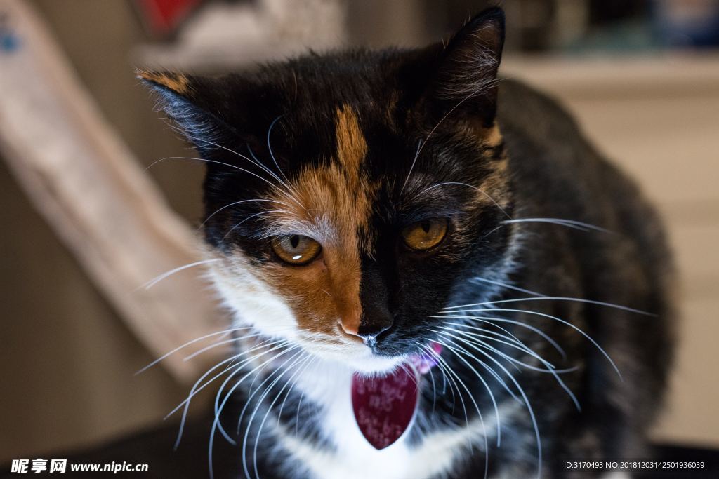 猫