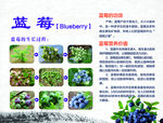 蓝莓展板  蓝莓生长过程展板