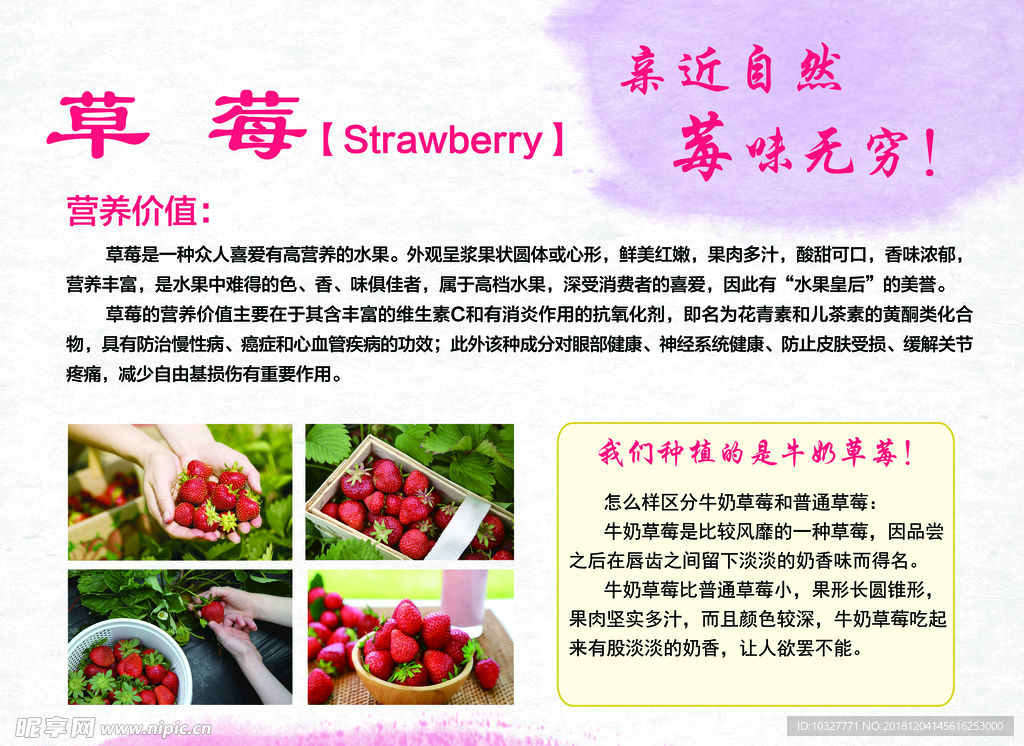草莓展板