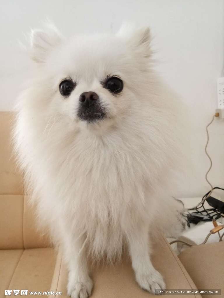 白色狗狗