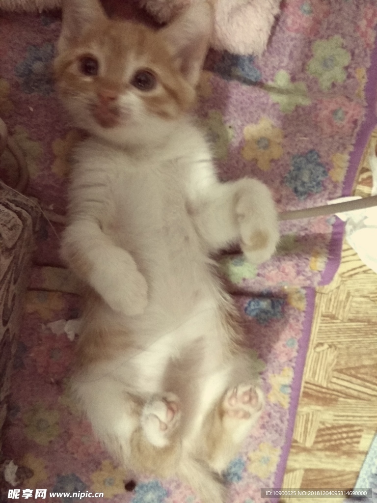 奶猫