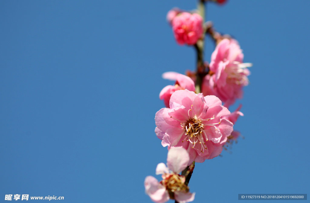 桃花