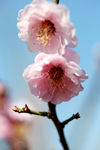 桃花特写
