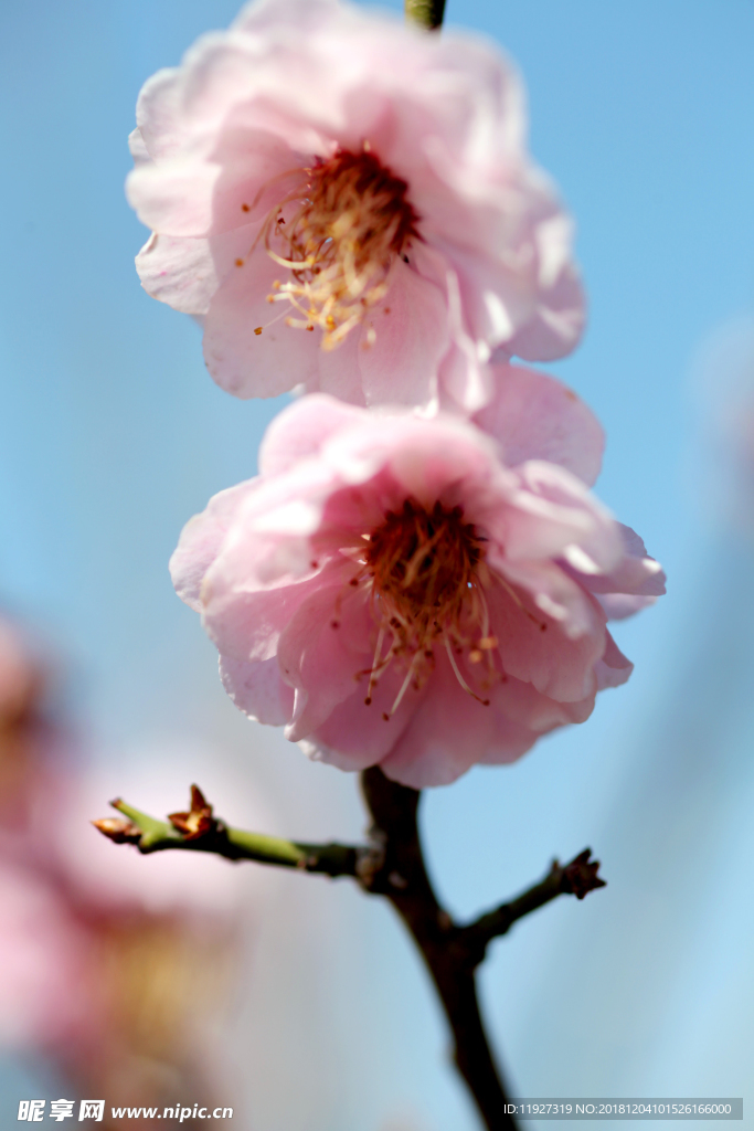 桃花特写