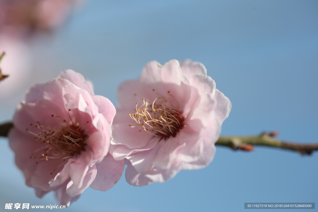 桃花