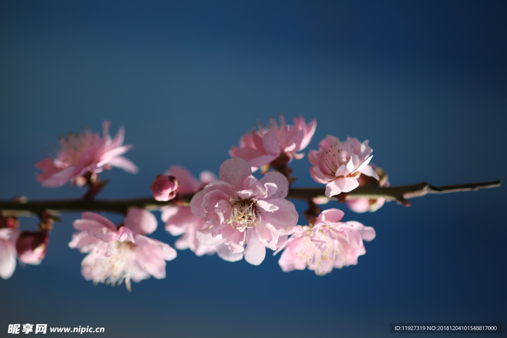 桃花