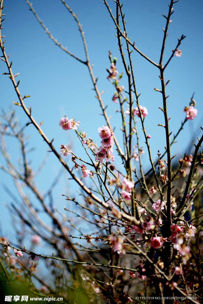 桃花