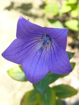 牵牛花